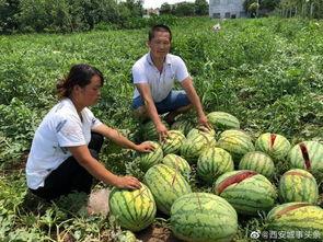 西藏网红吃瓜事件,揭秘网络舆论背后的真相与反思