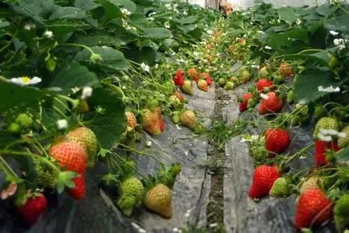 爆料种植草莓视频播放,视频播放带你领略田园风光