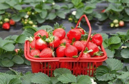 爆料种植草莓视频播放,视频播放带你领略田园风光