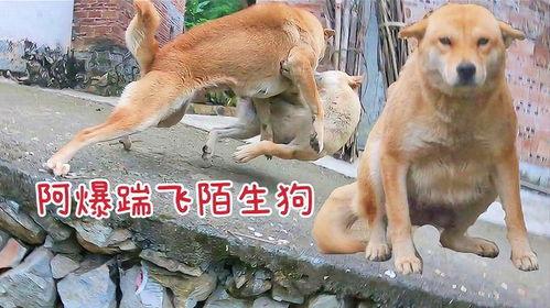 爆料狗狗打架图片大全视频,揭秘宠物间的“江湖恩怨”